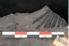 Foto (Detailansicht) von Equisetum ungeri Ettingshausen (NHMW-GEO-2024-0188-10562)